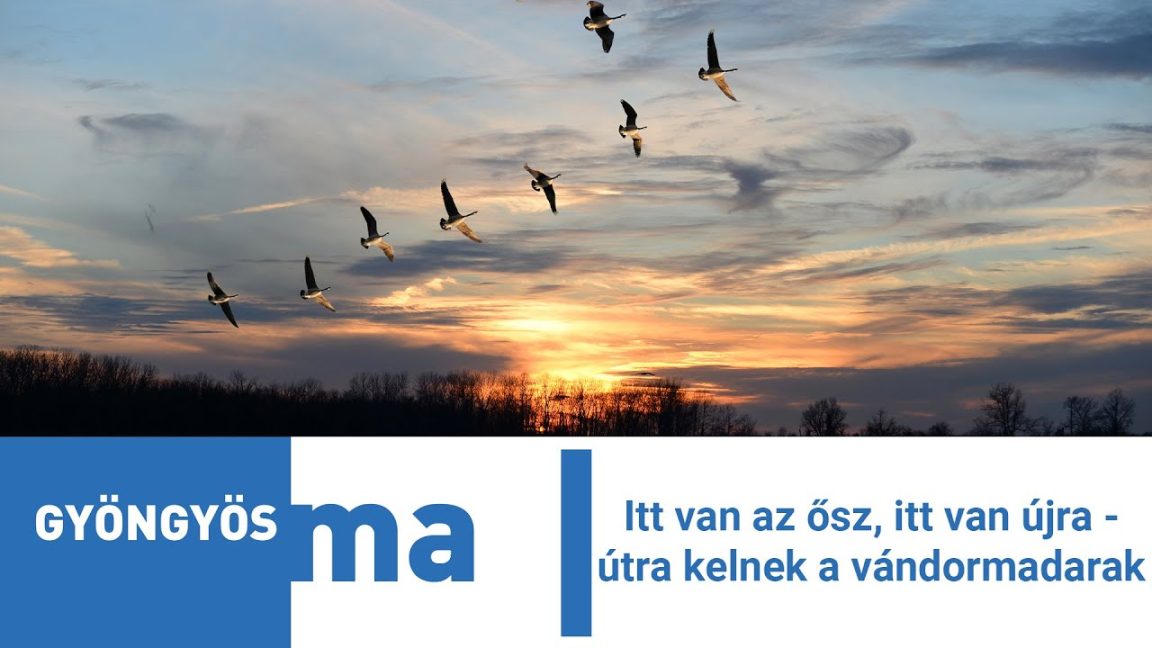 Itt van az ősz, itt van újra - útra kelnek a vándormadarak