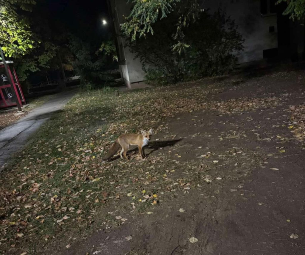 Egyre többször lehet rókával találkozni Gyöngyös utcáin (videó)