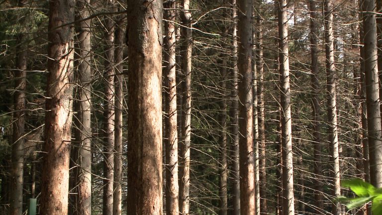 Tavak száradnak ki, fenyvesek pusztulnak a Mátrában