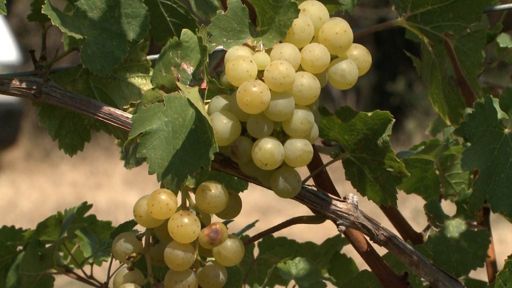 A Mátrában is megjelent a szőlővész