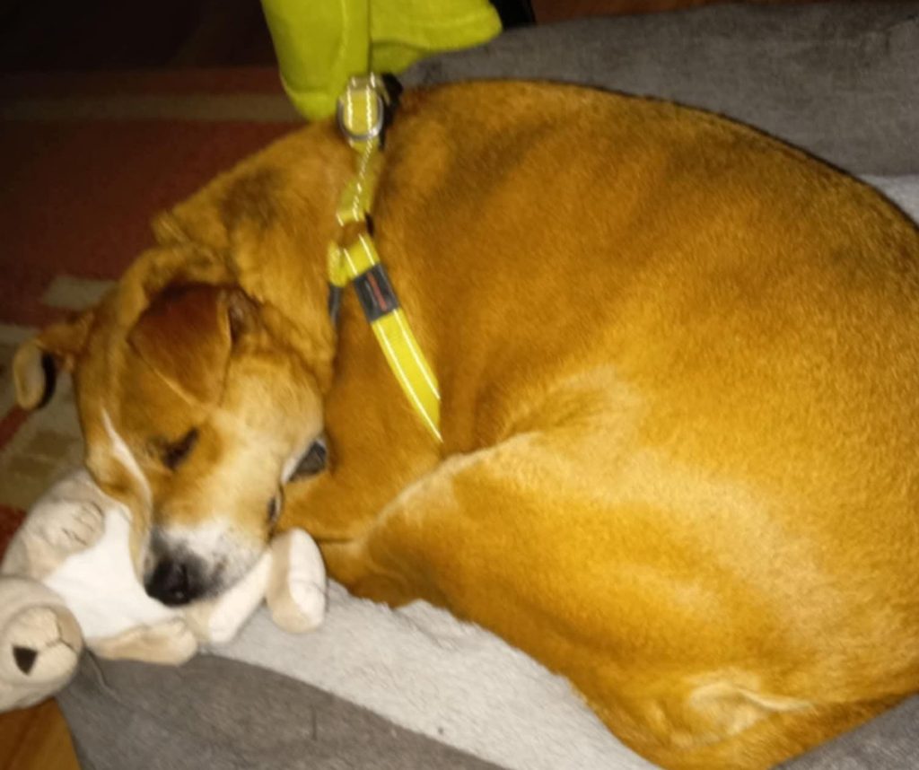 Gazdira talált Hope, az amputált lábú kutya