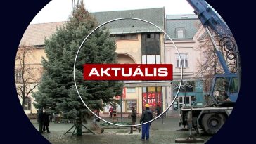 Megérkezett Mindenki Karácsonyfája a Fő térre – Aktuális 2025.11.25.