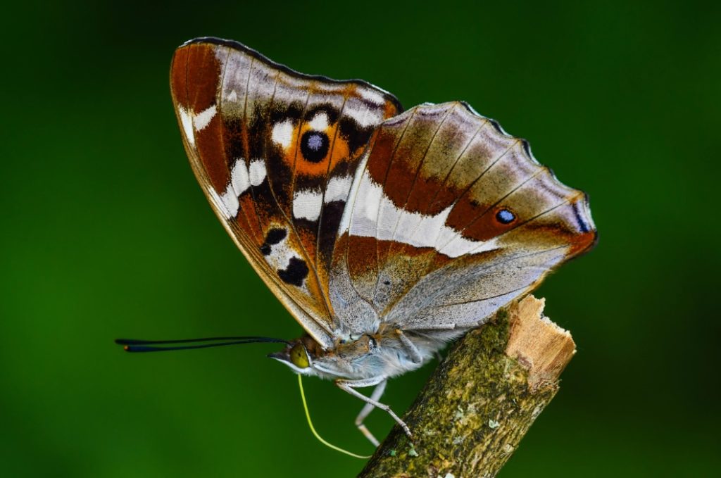 Különleges fajok a 40 éves Mátrai Tájvédelmi Körzetben