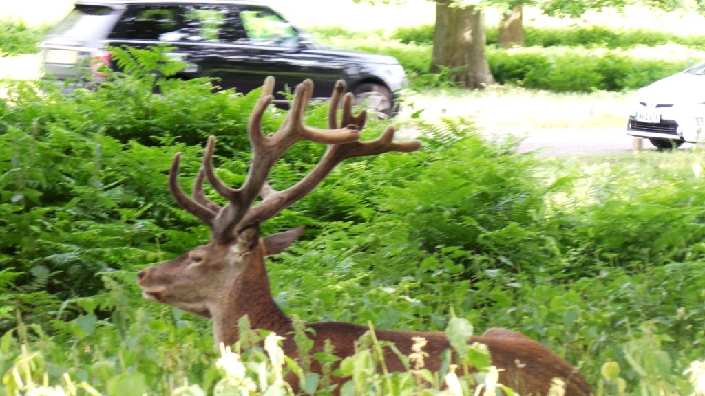 Szarvascsordába hajtott két autó is
