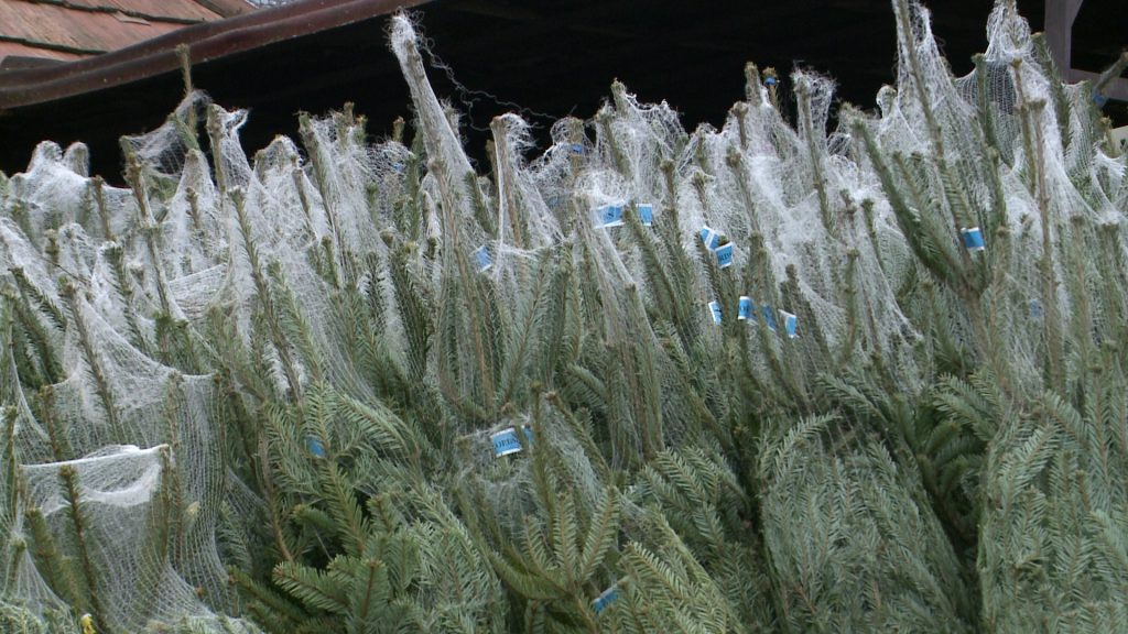 Megkezdődött a fenyőfák árusítása