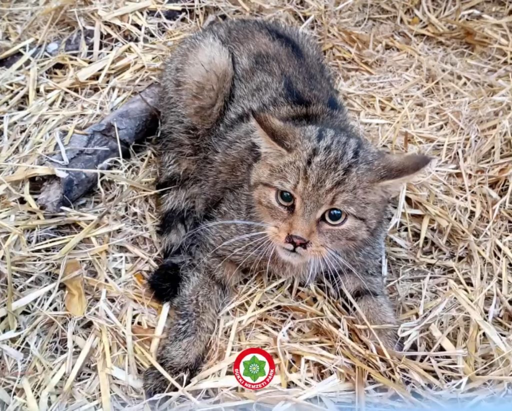 Házi cicának vélték a mátrai vadmacskát (Videó)