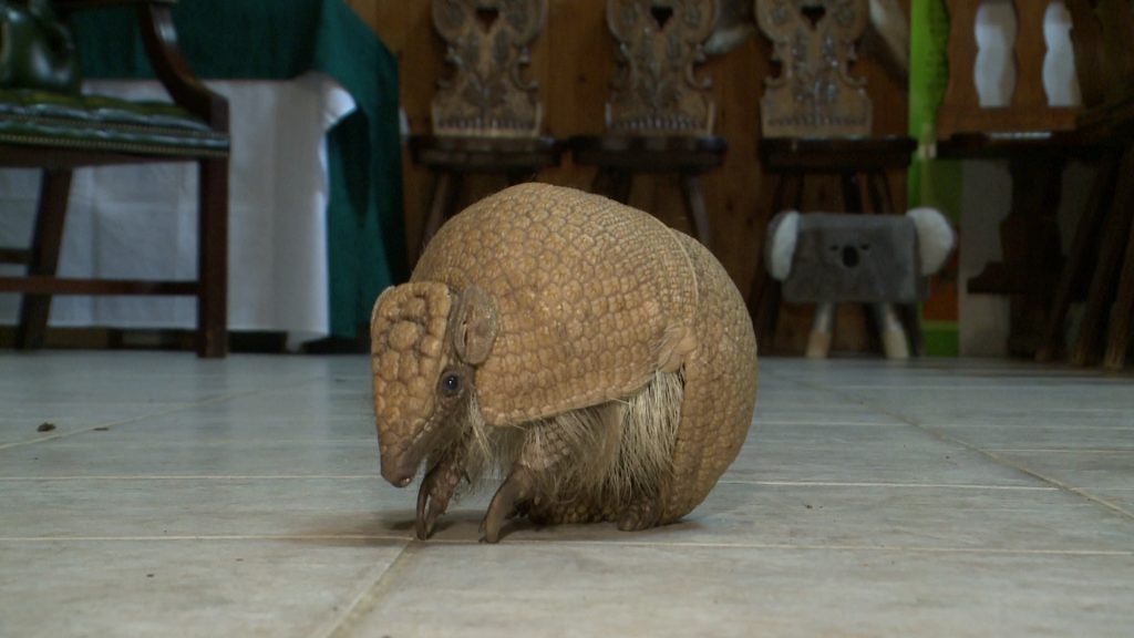 Különleges állat érkezett a Gyöngyösi Állatkertbe