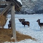 forrás: Egererdő Zrt.