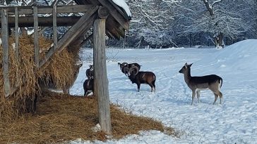 forrás: Egererdő Zrt.
