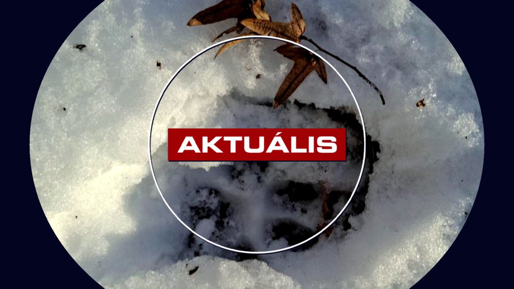 Forgalmas turistaút mellett vadásztak a ragadozók – Aktuális 2026.01.19