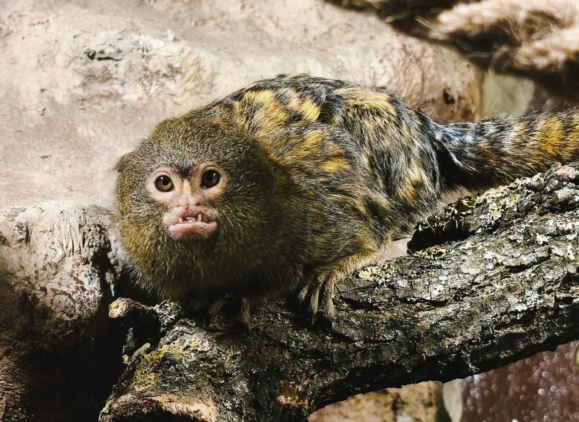 forrás: Gyöngyösi Állatkert facebook oldal