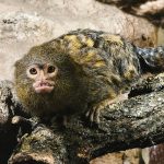 forrás: Gyöngyösi Állatkert facebook oldal