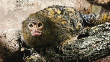 forrás: Gyöngyösi Állatkert facebook oldal