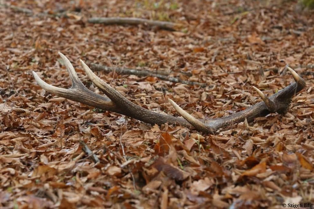 Egererdő Zrt.-„Az agancs nem erdei szuvenír”