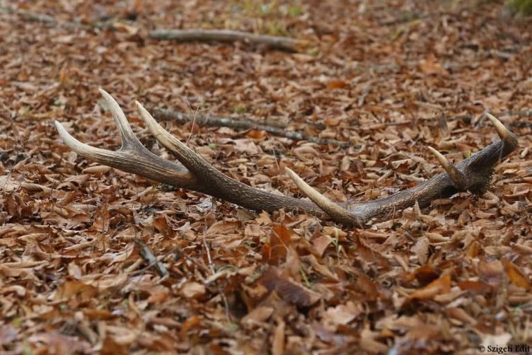 Egererdő Zrt.-„Az agancs nem erdei szuvenír”