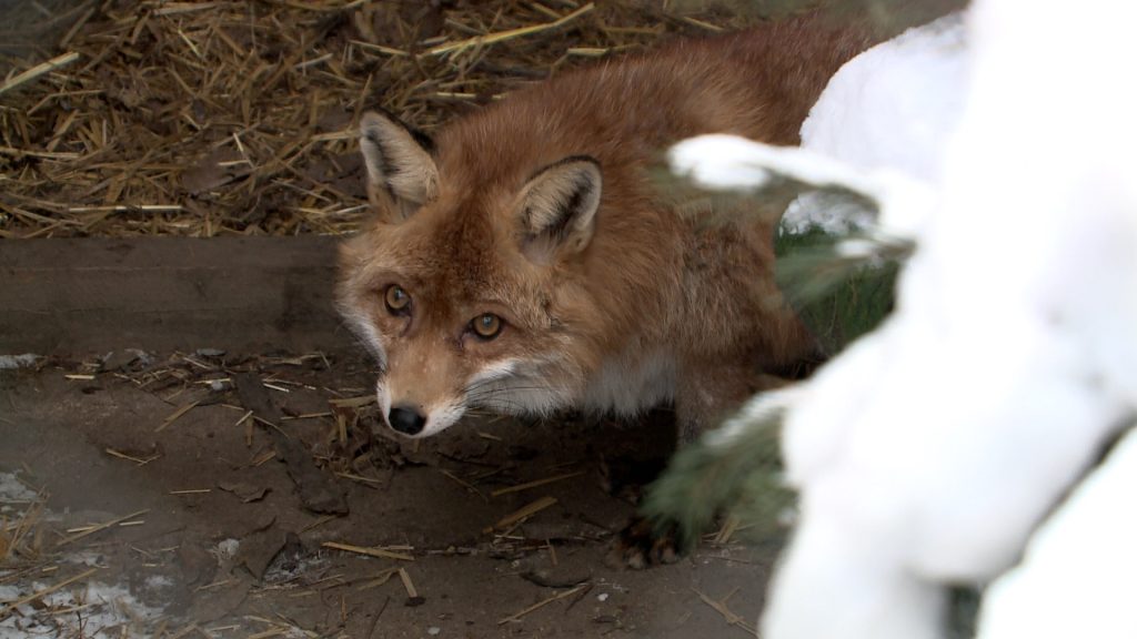 Állati hideg – nem csak mi fázunk