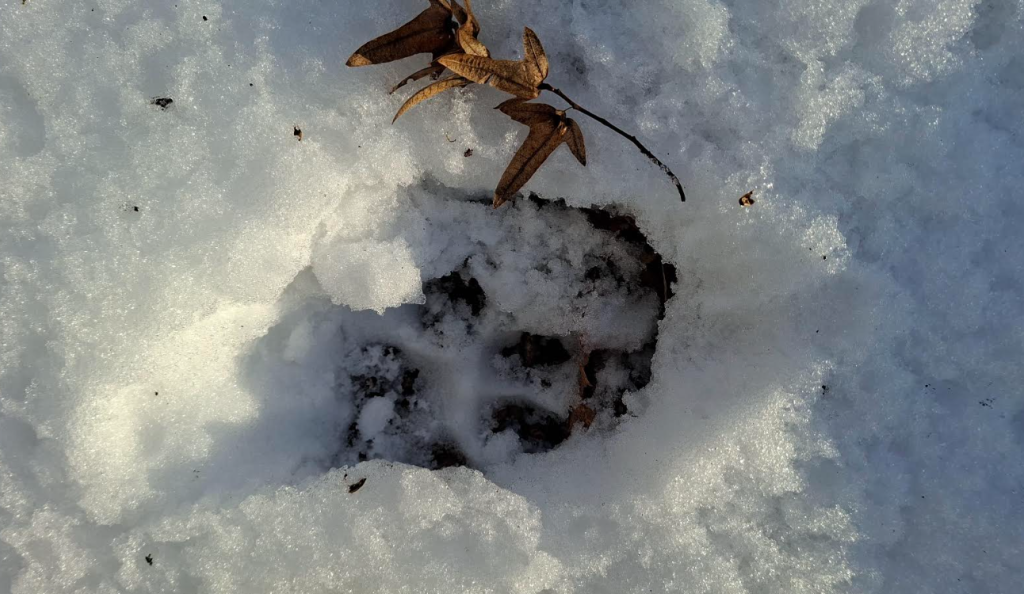 Forgalmas turistaút mellett vadásztak a ragadozók