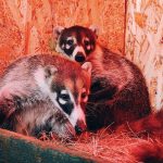 Országos szenzáció a Gyöngyösi Állatkertben