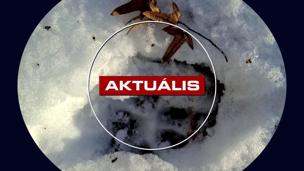 Forgalmas turistaút mellett vadásztak a ragadozók - Aktuális 2026.01.19