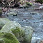 Veszélyes lehet az erdő ebben az időben