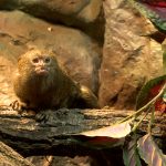 Tenyérnyi cukiság – selyemmajmok az állatkertben