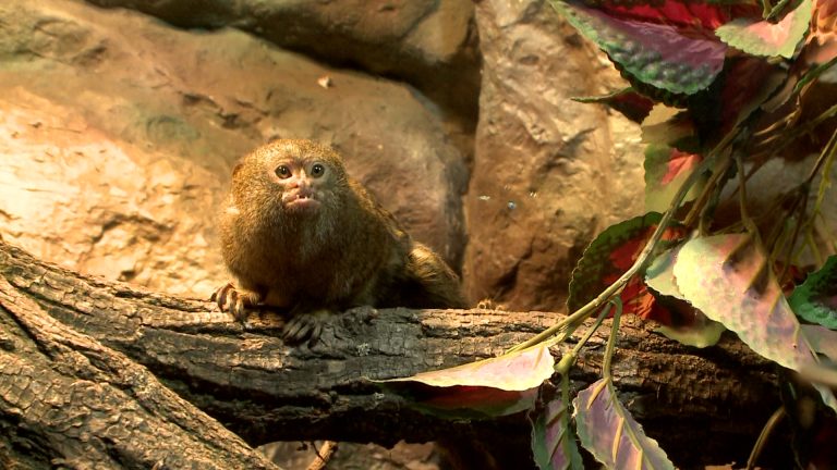 Tenyérnyi cukiság – selyemmajmok az állatkertben