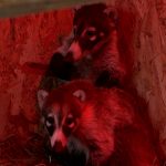 Új lakók az állatkertben – fehérorrú ormányos medvék érkeztek