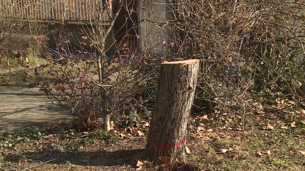Pótolják a kivágott fákat a Platán úton