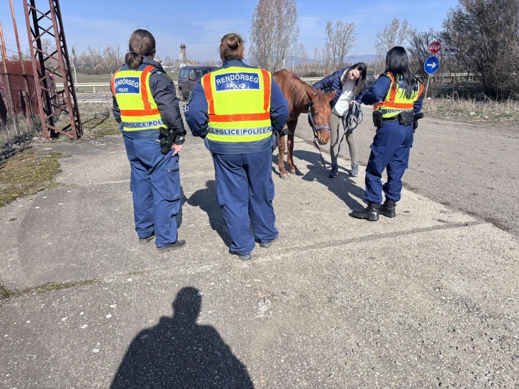 Lovat fogtak a főúton