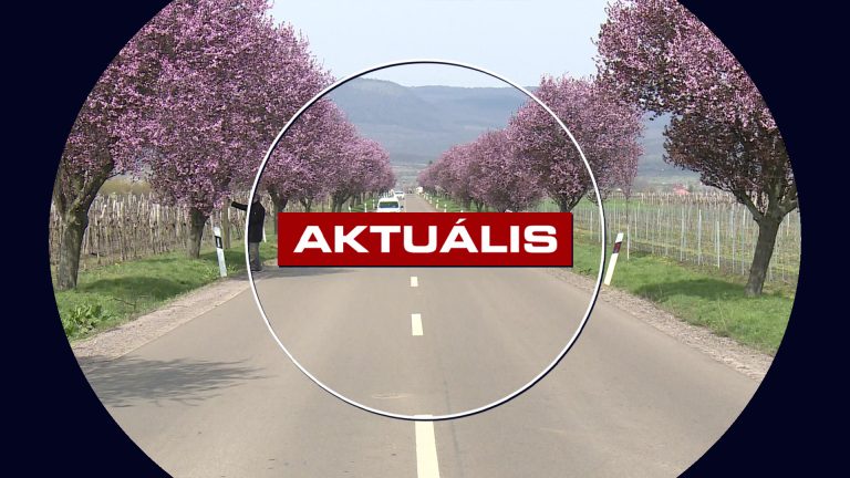 Lenyűgöző látvány- virágzik a vérszilva fasor – Aktuális 2026.03.25