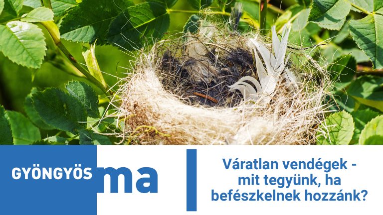 Váratlan vendégek – mit tegyünk, ha befészkelnek hozzánk?