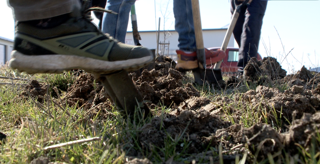 Fát ültettek a Nemzetközi Faültetés Napján a dombon