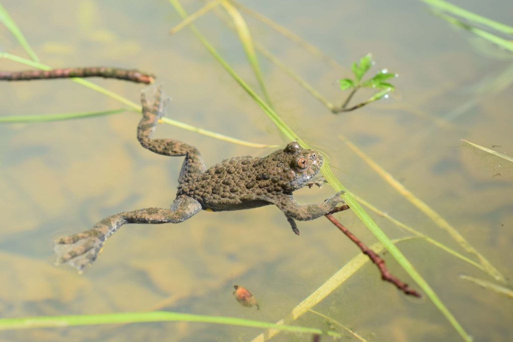 Vándorolnak a békák- folyamatos a mentésük