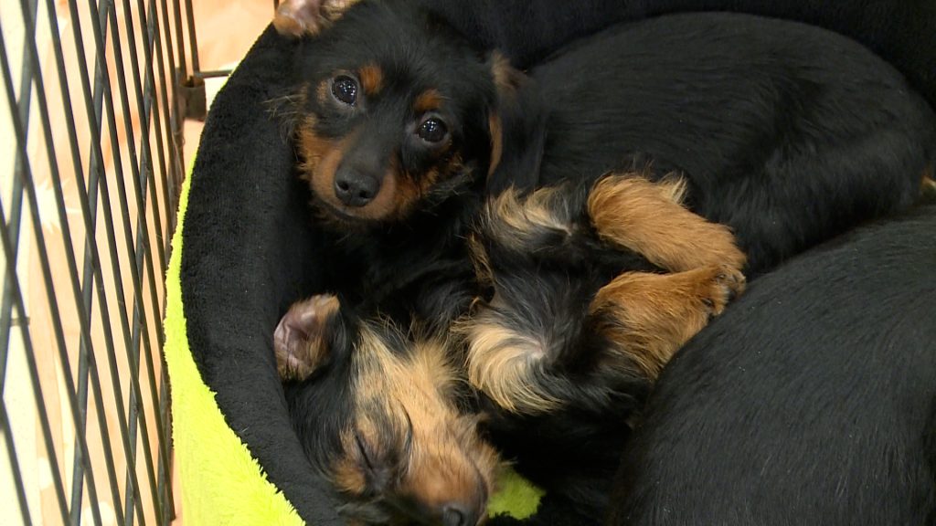 Árva kutyáknak gyűjt az Új Nap Egyesület