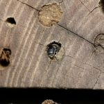 Beporzók napja a Kálvária MiniÖkoPonton