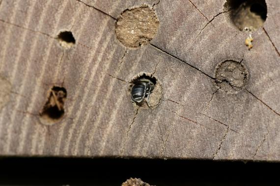 Beporzók napja a Kálvária MiniÖkoPonton