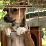 6 új kutyaházzal bővül a Gyöngyösi Ebrendészeti telep