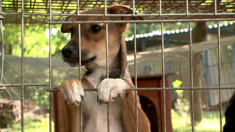 6 új kutyaházzal bővül a Gyöngyösi Ebrendészeti telep