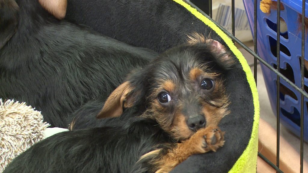 Egy millió forintos támogatás az Új Nap Közhasznú Egyesületnek