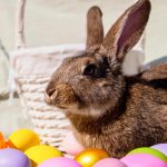 Nem játék az élő nyúl: ne hozzon elhamarkodott döntést