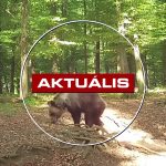 Tóparton a medve- ismét látták a ragadozót – Aktuális 2026.04.29