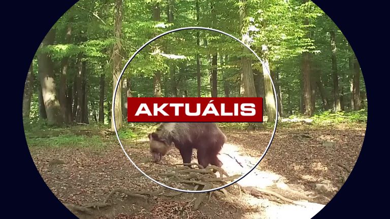 Tóparton a medve- ismét látták a ragadozót – Aktuális 2026.04.29