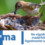 Ne vigyük haza a madárfiókákat – figyelmeztet a szakember