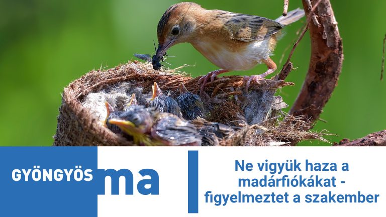 Ne vigyük haza a madárfiókákat – figyelmeztet a szakember
