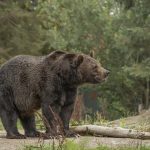 Figyelem! Medvét láttak a közelben (videó)