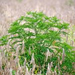 Eljött a parlagfű irtásának ideje