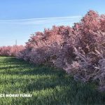Vérszilvafák után tamariszkusz nyújt fantasztikus látványt