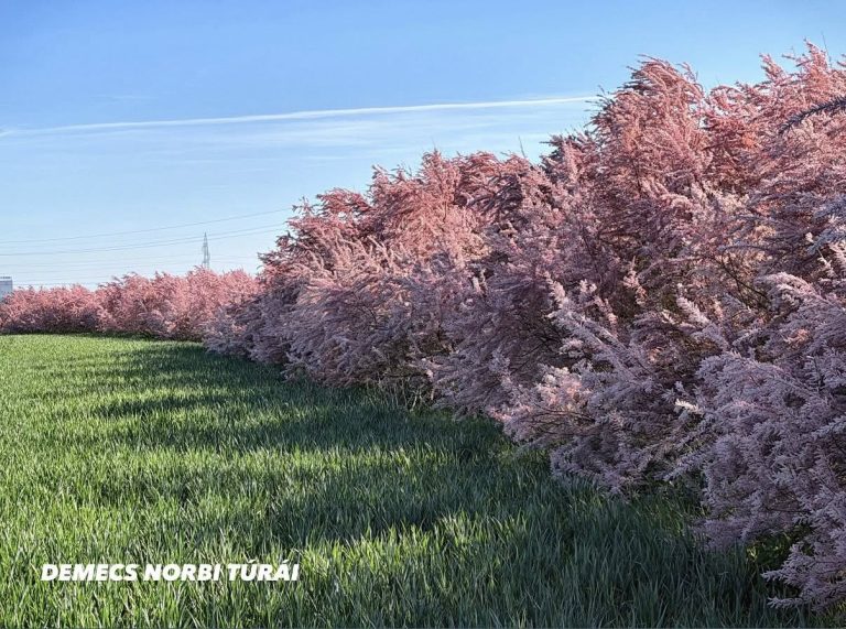 Vérszilvafák után tamariszkusz nyújt fantasztikus látványt