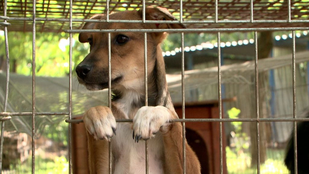 Egész évben az árva kutyákért- támogatás az állatmentőknek