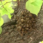 Méhrajzás a városban – ijedtségre semmi ok